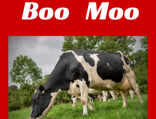 Dairy is a Poor Choice for Calcium – Boo for Moo