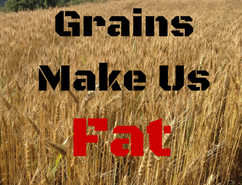 Grains Make Us Fat